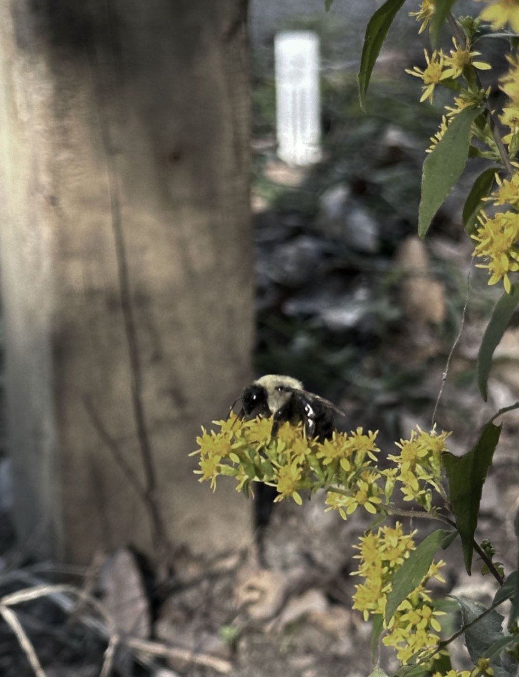 Planting for Bee&nbsp;Biodiversity