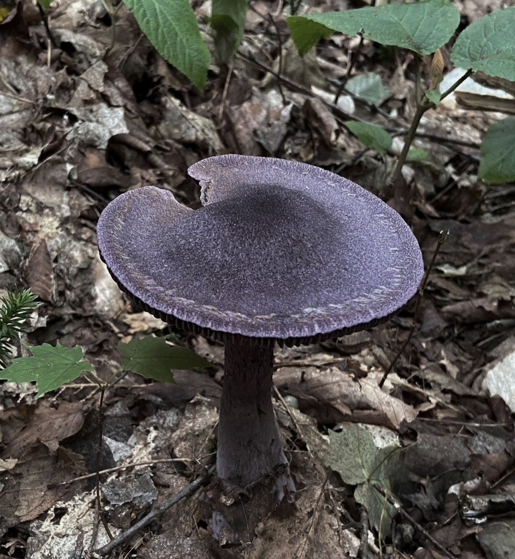 Mycorrhizal Networks and Soil&nbsp;Amendments