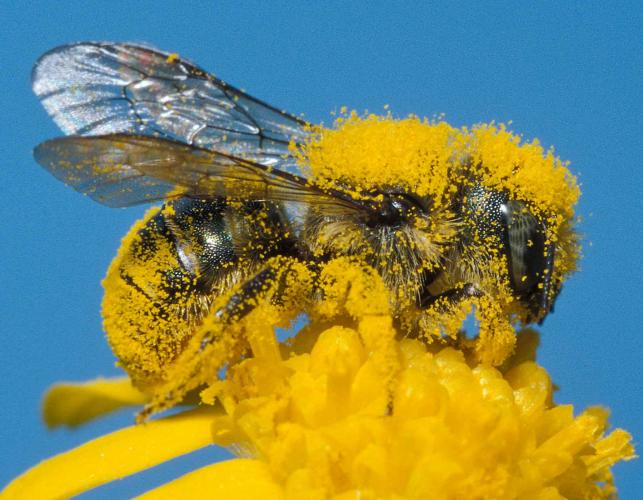 Mason Bee Stewardship – The Native Plant Gardener's Notebook