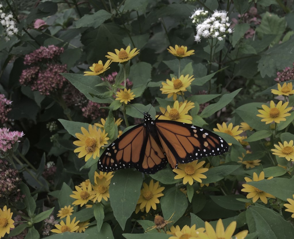 Monarch Butterfly Conservation
