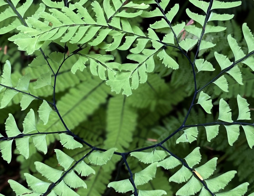 The Native Plant Gardener's Notebook